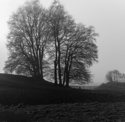 Monochrome silhouette of a tree in the fog