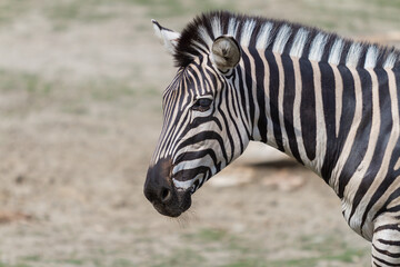 Portrait of a Zebra - Hippotigris. The background is bright.