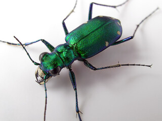 Green beetle mandibles against white background