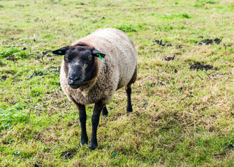 Fototapeta premium Dutch brown sheep on the grass. Sheep in Zaanse Schans.