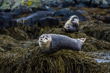 A seal in Iceland while relaxing on a rock and looking at you