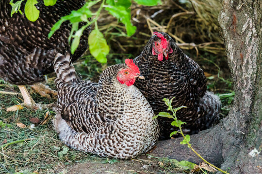 Poultry hens. Hens of various breeds in the village in nature.