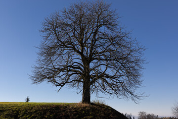 lonely autumn tree without leaves on a green meadow and blue sky, trees without leaves exist in autumn and winter, by day, cloudless sky