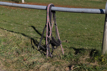 black and white horse bridle hangs from a fence in front of a green autumn meadow