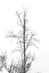 Tree silhouette. Old black tree against white sky. Tall dry tree