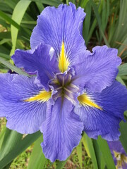 Louisiana Iris