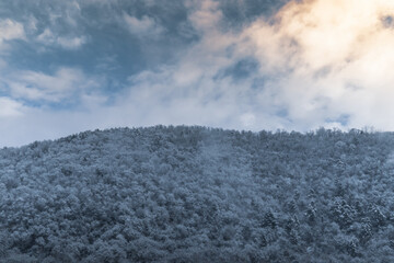 Foresta Innevata