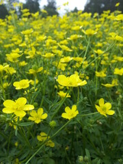 Fototapeta premium field of yellow flowers