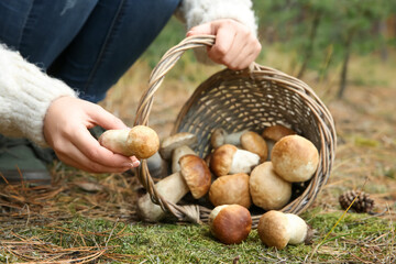 Woman gathering scattered porcini mushrooms into basket in forest, closeup