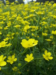 field of yellow flowers