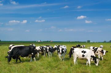 Fototapeta premium Black and white cows grazing in a pasture