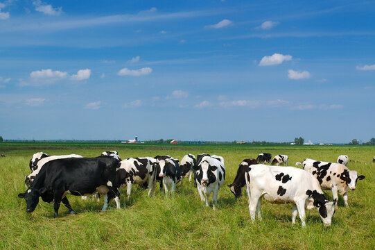Black and white cows grazing in a pasture