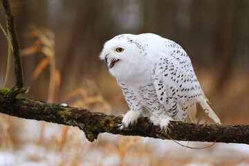 Snowy owl (Bubo scandiacus) sitting on a tree branch.