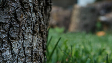 Cracked bark of the old tree with green grass in a park. Textured background