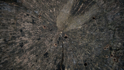 Beautiful and natural old wooden tree cut surface. Detailed of felled tree trunk