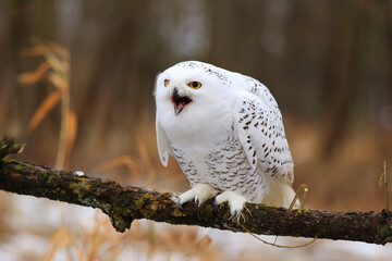 Snowy owl (Bubo scandiacus) sitting on a tree branch.