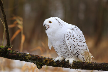 Snowy owl (Bubo scandiacus) sitting on a tree branch.