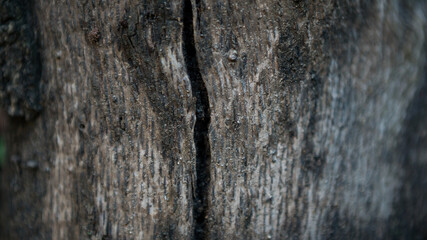 Cracked bark of the old trunk tree in autumn forest. Wooden textured background