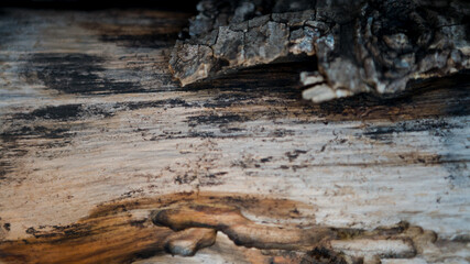 Cracked bark of the old trunk tree in autumn forest. Wooden textured background