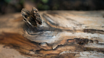 Beautiful natural old wooden tree surface. Felled tree trunk or stump texture