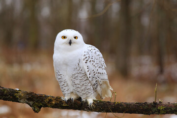 Snowy owl (Bubo scandiacus) sitting on a tree branch.