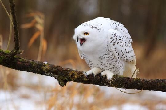 Snowy owl (Bubo scandiacus) sitting on a tree branch.