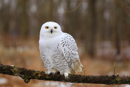 Snowy owl (Bubo scandiacus) sitting on a tree branch.