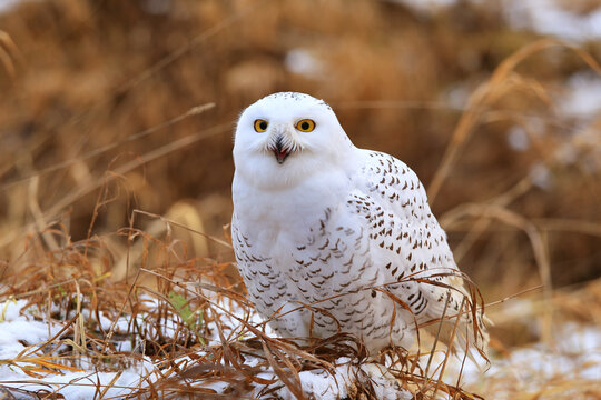 Snowy owl (Bubo scandiacus) sitting on a tree branch.
