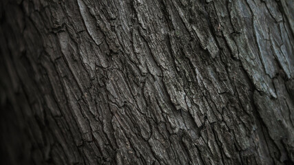 Cracked bark of the old trunk tree in autumn forest. Wooden textured background