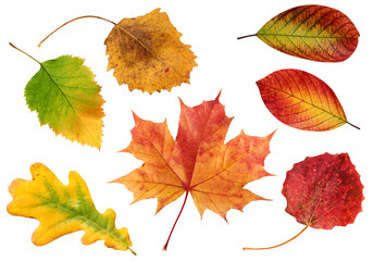 collection of autumn leaves isolated on a white background.