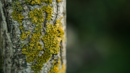 Cracked bark of the young Ginkgo Biloba tree overgrown with green moss in forest