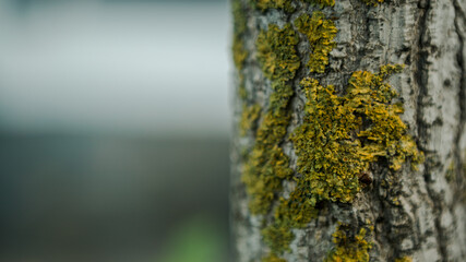Cracked bark of the young Ginkgo Biloba tree overgrown with green moss in forest