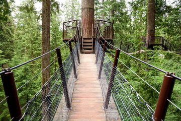 Platform and suspension bridges in an old-growth forest, Vancouver
