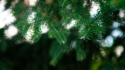 Fototapeta na wymiar Spanish fir tree branches background. Branch closeup pine tree. Abies pinsapo