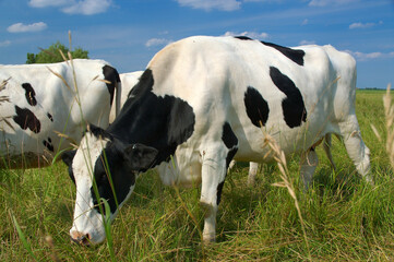 Close up holstein dairy cow grazing in a field