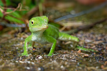 Anolis biporcatus - neotropical green anole or giant green anole, species of lizard, reptile found in forests in Mexico, Central America, Colombia and Venezuela