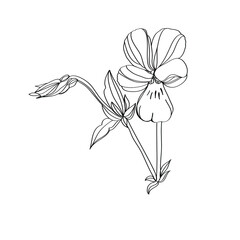 illustration of a flower, linear black and white sketch of violet flower