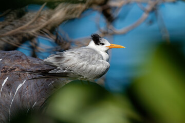 Fototapeta premium Royal tern - Thalasseus maximus bird in Laridae, subspecies maximus, Atlantic and Pacific coasts of the North and South America, has a red-orange bill and a black cap, blue sea in background