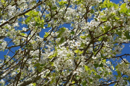 spring blossom, white flowers, blue sky, tree