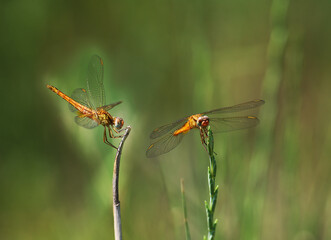 A pair of Golden dragonflies on a blurry green background...