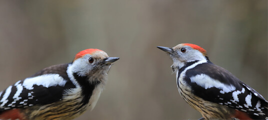 Two spotted woodpeckers sit opposite each other. Panorama.