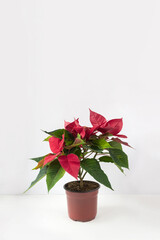 Poinsettia flower on white wall background. Home decoration with Christmas star. Selective soft focus. Place for text.