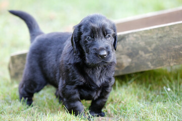 Flatcoated Retriever puppie © LightPaint Pictures