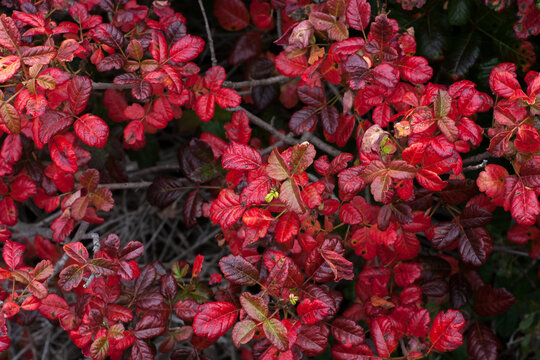 Bright Red Poison Oak Leaves