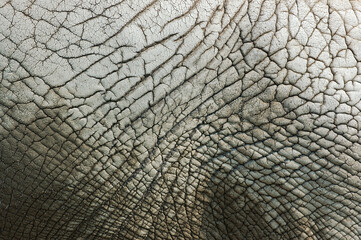 Fototapeta premium Abstract of Elephant skin