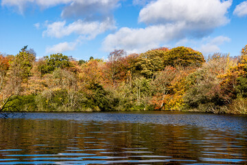 The shoreline of a lake during autumn