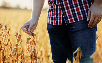 Farmer in a soybean field, close up photo. Agricultural concept