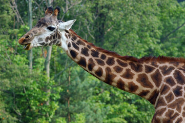 Neck and head of Chewing Giraffe