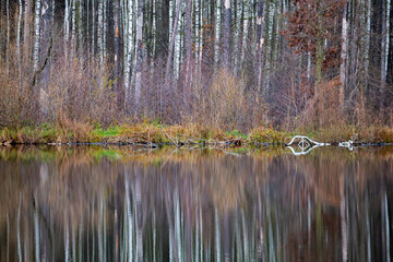 White birches and their blurry reflection by the pond