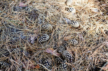 Close-up of needles and cones at undergrowth